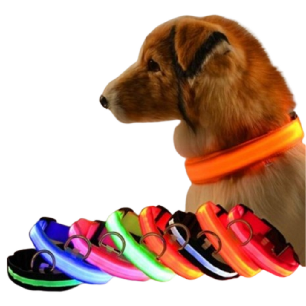Perro usando collar LED luminoso recargable USB de seguridad nocturna junto a variedad de colores brillantes