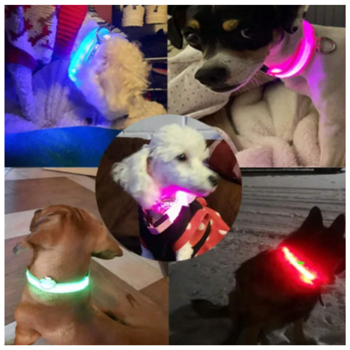 Fotos de clientes con perros de distintas razas usando el collar LED luminoso recargable durante sus paseos nocturnos